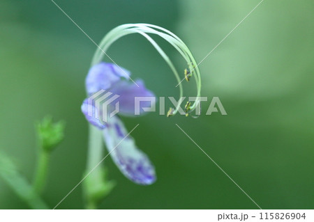 雁の空飛ぶ姿に似た花 雁の空飛ぶ姿に似た花 115826904