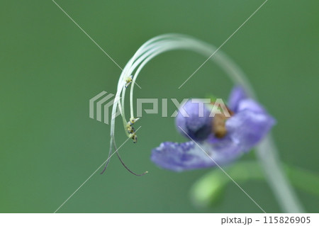 雁の空飛ぶ姿に似た花 115826905