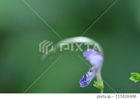 雁の空飛ぶ姿に似た花 雁の空飛ぶ姿に似た花 115826906