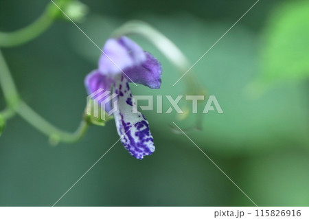 雁の空飛ぶ姿に似た花 雁の空飛ぶ姿に似た花 115826916