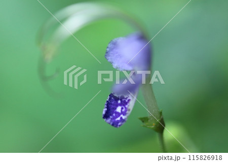 雁の空飛ぶ姿に似た花 雁の空飛ぶ姿に似た花 115826918