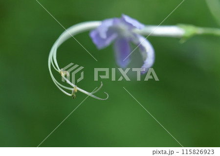 雁の空飛ぶ姿に似た花 雁の空飛ぶ姿に似た花 115826923