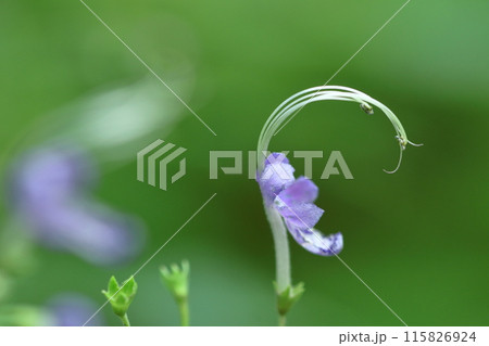 雁の空飛ぶ姿に似た花 雁の空飛ぶ姿に似た花 115826924
