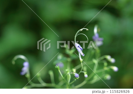 雁の空飛ぶ姿に似た花 雁の空飛ぶ姿に似た花 115826926