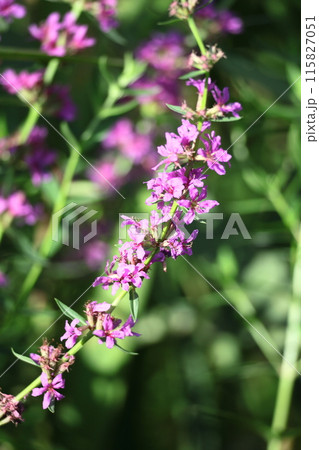 お盆に仏壇に供える花 115827051