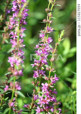 お盆に仏壇に供える花 お盆に仏壇に供える花 115827054