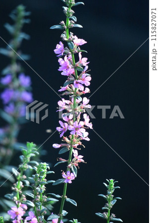 お盆に仏壇に供える花 115827071