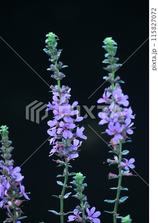 お盆に仏壇に供える花 115827072