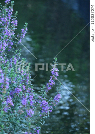 お盆に仏壇に供える花 115827074
