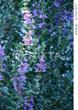 お盆に仏壇に供える花 115827077