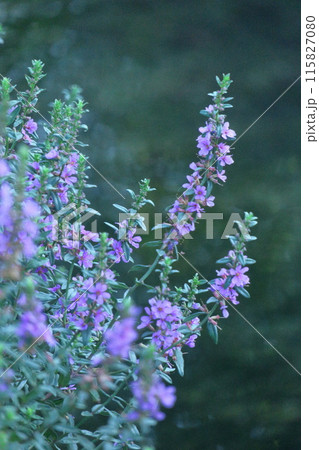 お盆に仏壇に供える花 お盆に仏壇に供える花 115827080