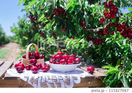 Ripe juicy cherry berry in a white bowl on a lace napkin 115827087