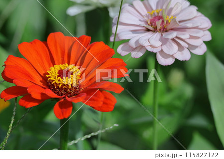 ガーデニングの定番の花 115827122