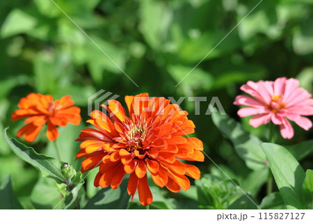 ガーデニングの定番の花 115827127