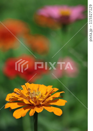 ガーデニングの定番の花 115827129