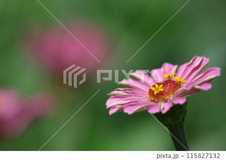 ガーデニングの定番の花 115827132