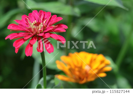 ガーデニングの定番の花 115827144