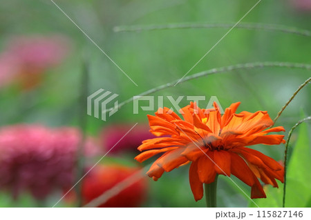 ガーデニングの定番の花 115827146