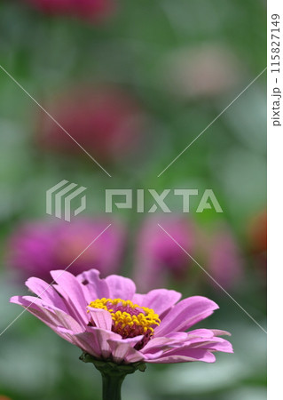 ガーデニングの定番の花 115827149