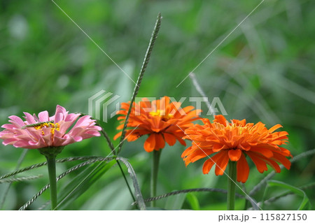 ガーデニングの定番の花 115827150