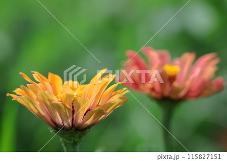 ガーデニングの定番の花 ガーデニングの定番の花 115827151