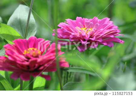 ガーデニングの定番の花 ガーデニングの定番の花 115827153