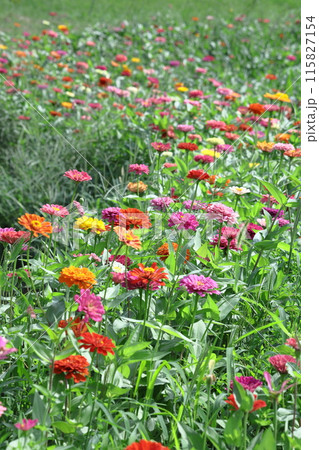 ガーデニングの定番の花 115827154