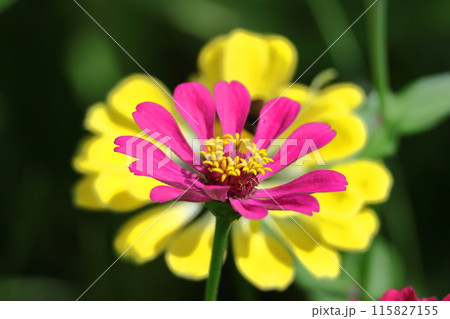 ガーデニングの定番の花 115827155