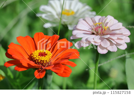 ガーデニングの定番の花 ガーデニングの定番の花 115827158