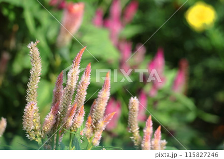 燃え上がる炎の花 燃え上がる炎の花 115827246