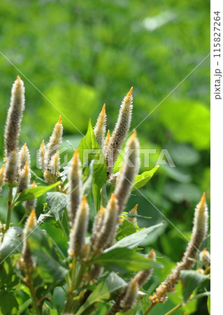 燃え上がる炎の花 燃え上がる炎の花 115827264