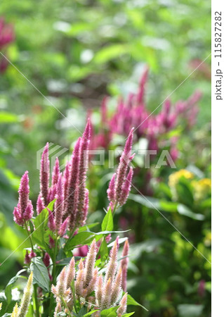 燃え上がる炎の花 115827282