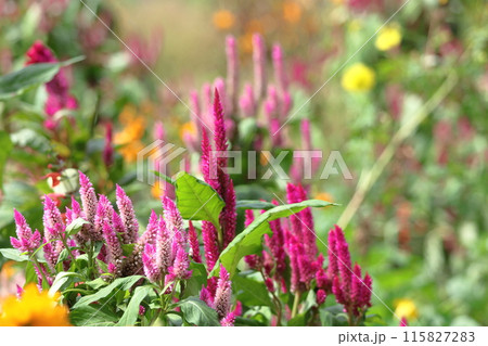 燃え上がる炎の花 燃え上がる炎の花 115827283