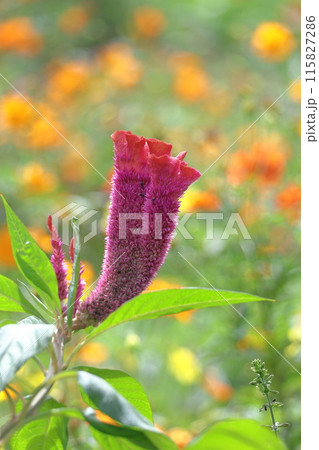 燃え上がる炎の花 115827286