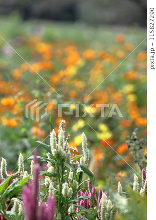 燃え上がる炎の花 115827290