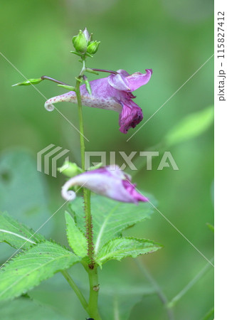 釣り船に似た花 115827412