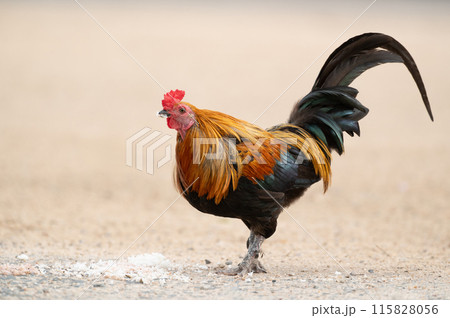 Rooster is eating  rice on the floor.Selective focus. 115828056