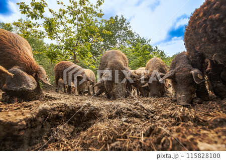 Hairy mangalica pigs Hairy mangalica pigs 115828100
