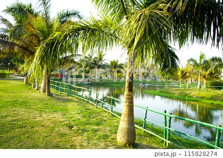 Scenic Background of Kolkata Eco Park 115828274