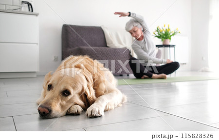 Elderly Woman Doing Yoga And Stretching At Home While Her Golden Retriever Dog Lies On The Floor Elderly Woman Doing Yoga And Stretching At Home While Her Golden Retriever Dog Lies On The Floor 115828326