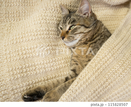 Close-up portrait of a domestic gray cat on a knitted sweater. The cat sleeps in a warm cozy knitted scarf 115828507