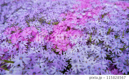 Top view of pink, lilac moss phlox Phlox subulata in spring flower garden. Floral background 115828567