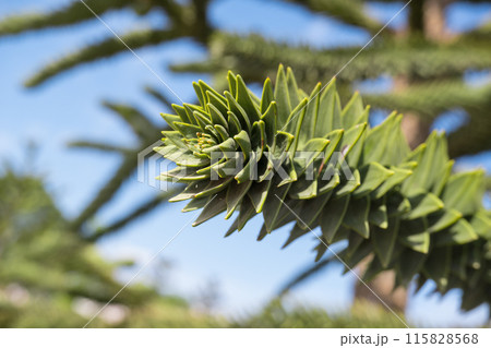 Close-up of a thorny green branch of Araucaria araucana, monkey puzzle tree, monkey tail tree or Chilean pine in Krasnodar landscape city park or Galitsky park. 115828568