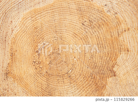Stack of pine log firewood 115829266