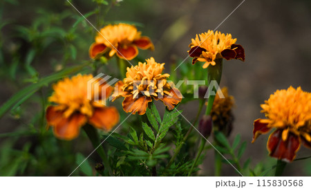 Orange flowers, Marigolds growing in a flower bed 115830568