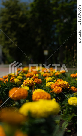 A long bed of growing Marigolds in the park 115830658