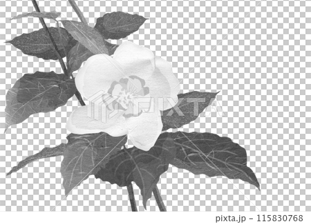 A simple black and white illustration of a phillyraeoides in early summer 115830768