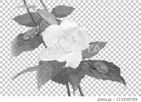 梅花ウツギの葉の上で擬態してお休み中のカエル白黒イラスト 梅花ウツギの葉の上で擬態してお休み中のカエル白黒イラスト 115830769