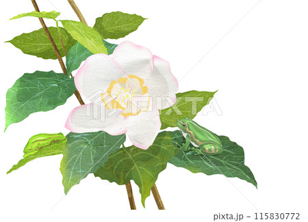 バイカウツギにカエル2匹さて何処にいるか判るかな擬態イラスト バイカウツギにカエル2匹さて何処にいるか判るかな擬態イラスト 115830772