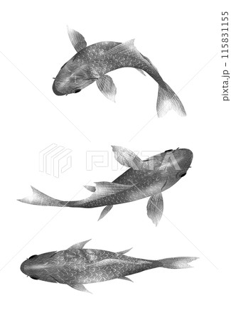 キンギョ和金の上から見たシンプル白黒イラスト 115831155